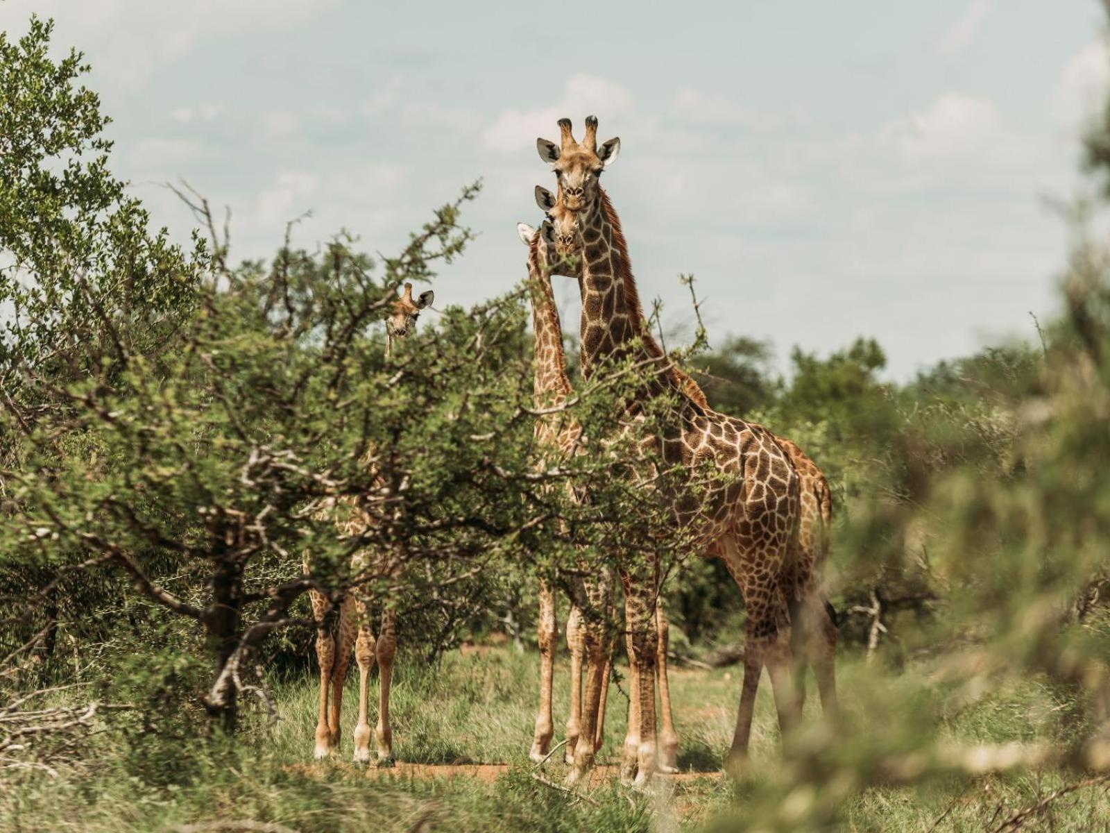 Maroelani Lodge- Greater Kruger Private Reserve โฮดสปรูท ภายนอก รูปภาพ