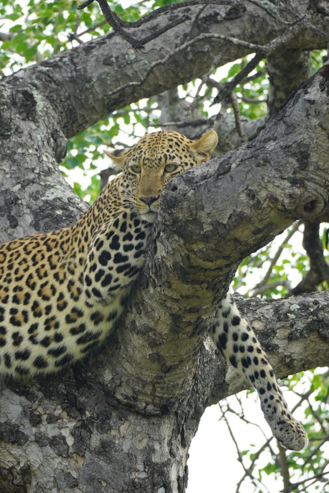 Maroelani Lodge- Greater Kruger Private Reserve โฮดสปรูท ภายนอก รูปภาพ