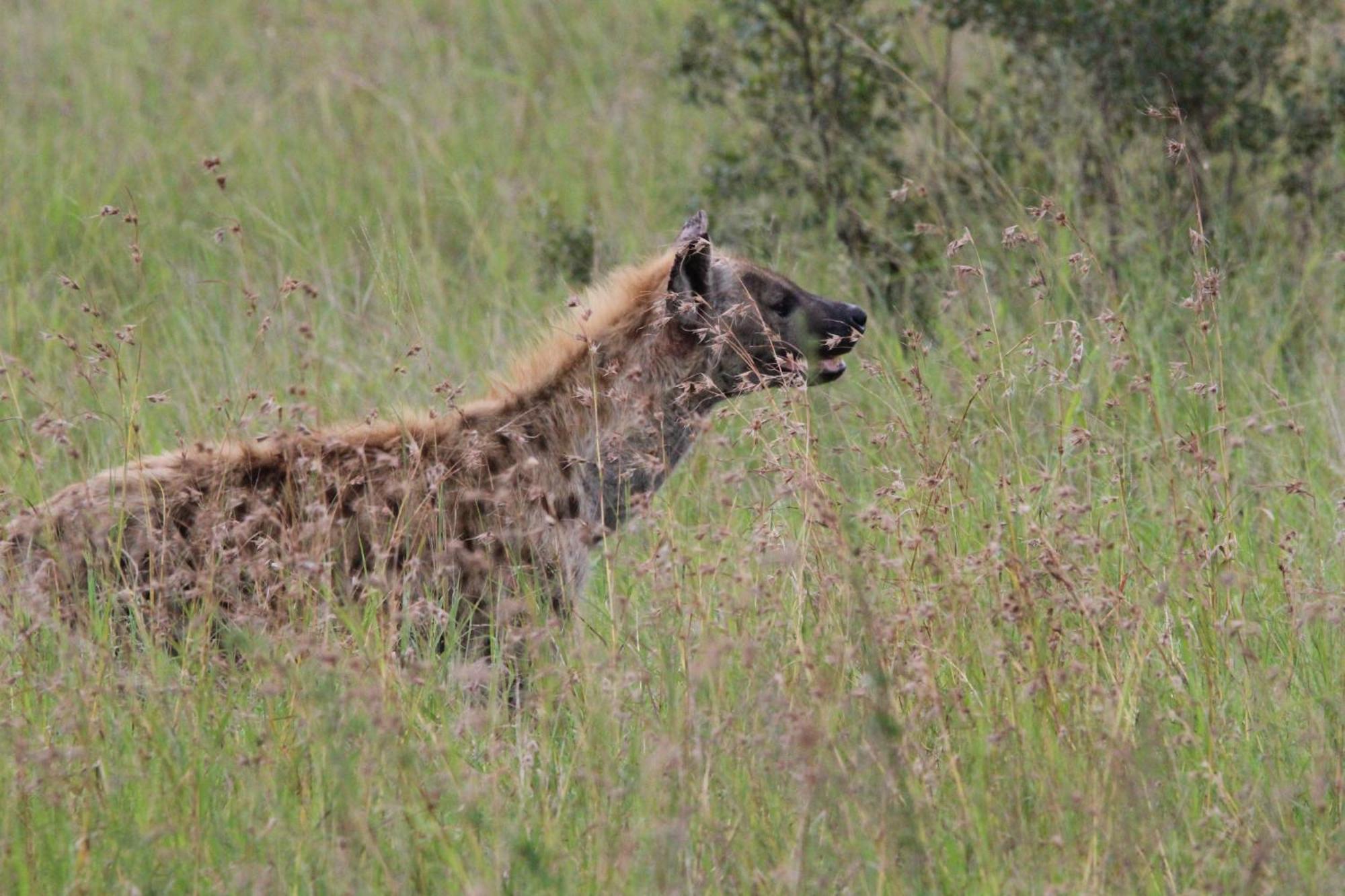 Maroelani Lodge- Greater Kruger Private Reserve โฮดสปรูท ภายนอก รูปภาพ