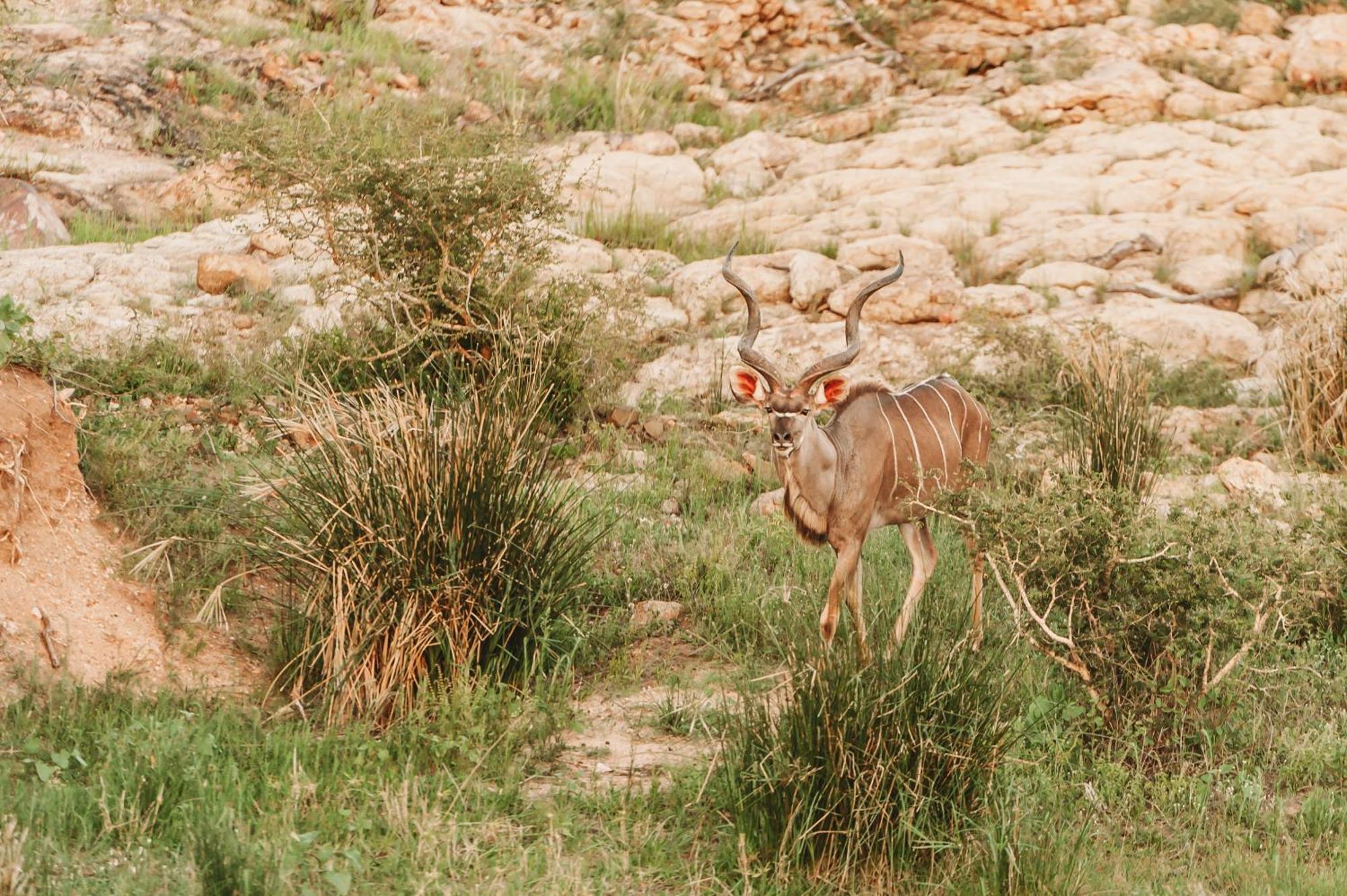 Maroelani Lodge- Greater Kruger Private Reserve โฮดสปรูท ภายนอก รูปภาพ